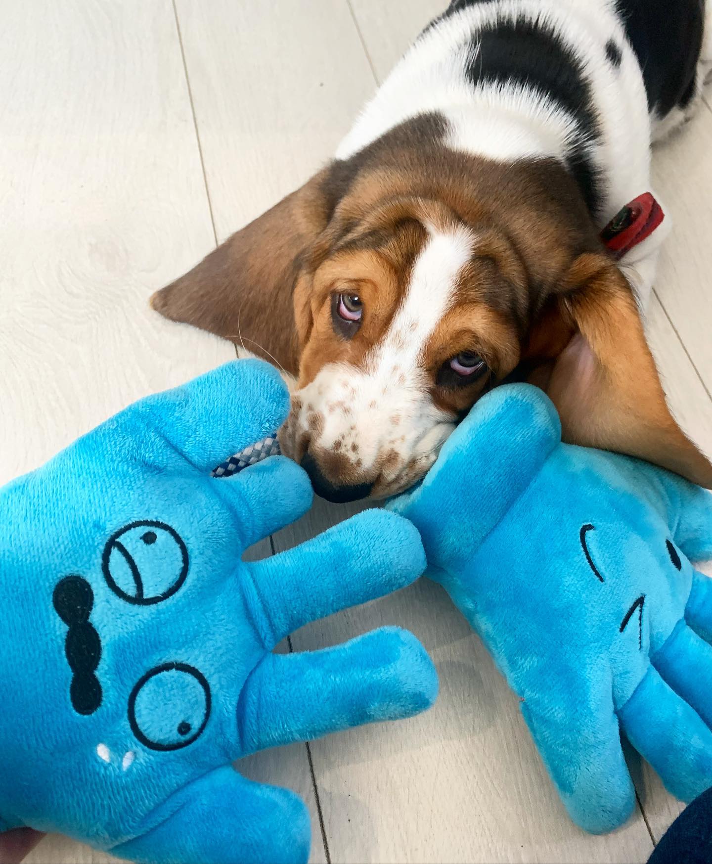 Basset Hound